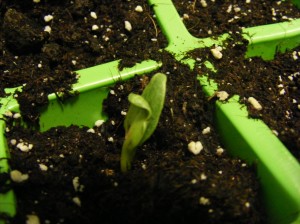 artichoke growing